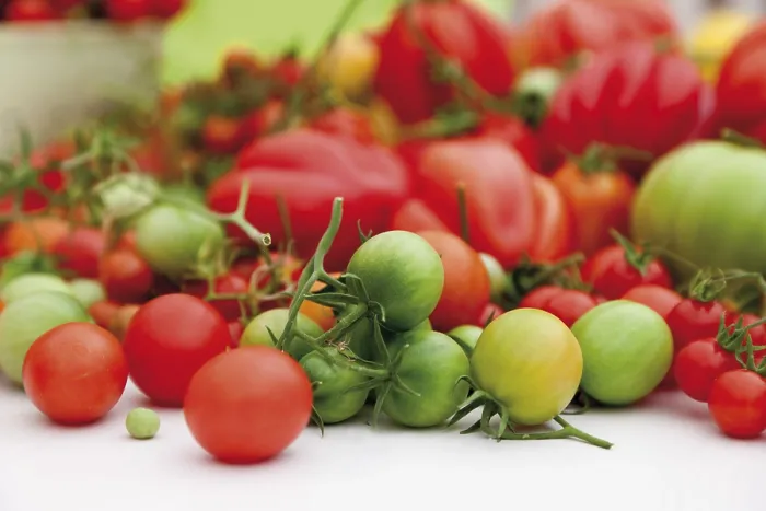 Framed Print : Tomato Varieties Print Collection Framed Print : Tomato Varieties Print Collection