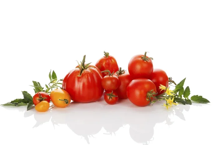 Framed Print : Colorful Tomatoes Print on White Background Framed Print : Colorful Tomatoes Print on White Background