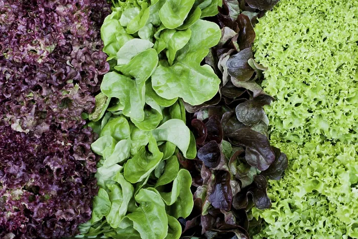 Framed Print : Various Lettuce Types Print Framed Print : Various Lettuce Types Print