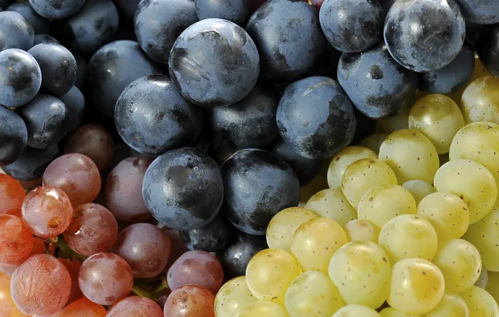 Framed Print : Various Grapes - Fruit Print Framed Print : Various Grapes - Fruit Print