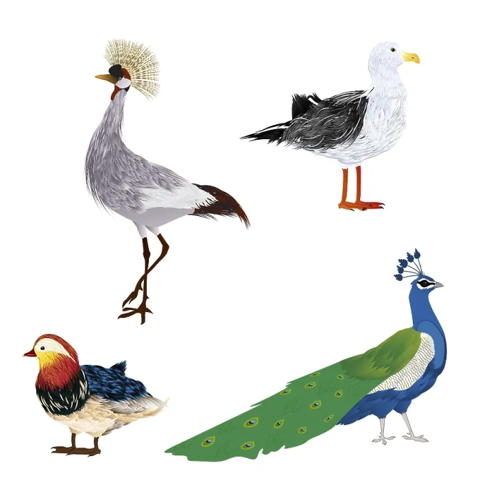 Framed Print : Vector Birds Print: Seagull, Crane, Peacock & Mandarin Duck Framed Print : Vector Birds Print: Seagull, Crane, Peacock & Mandarin Duck