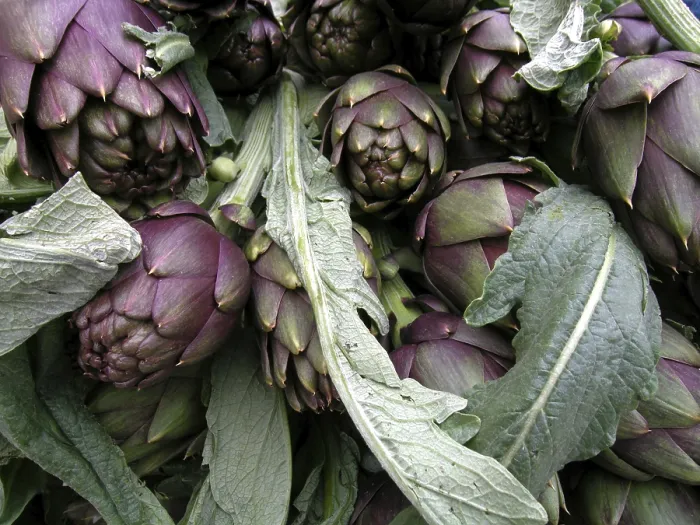 Framed Print : Artichoke Vegetable Print Framed Print : Artichoke Vegetable Print