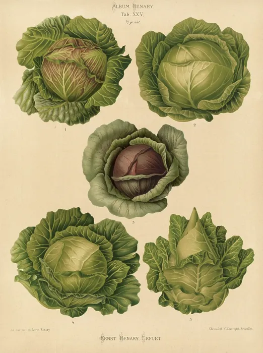 Framed Print : Digitally Restored Print of White Cabbage by Ernst Benary Framed Print : Digitally Restored Print of White Cabbage by Ernst Benary