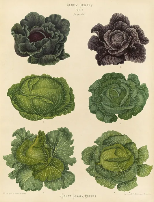 Framed Print : Print of Various Cabbage Types by Ernst Benary, 19th Century