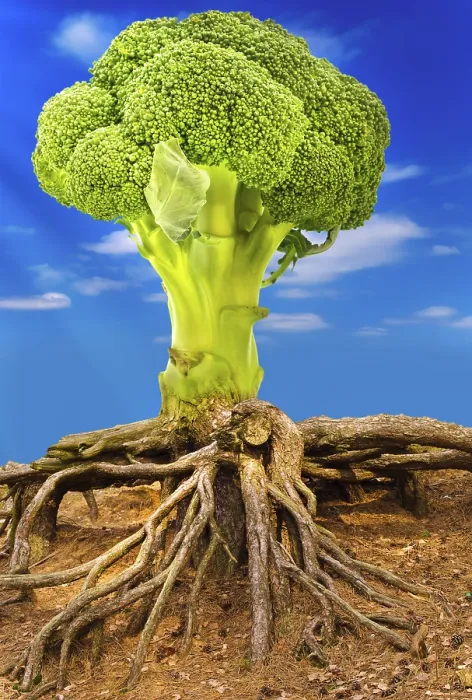 Framed Print : Broccoli Tree Print over Blue Sky Framed Print : Broccoli Tree Print over Blue Sky