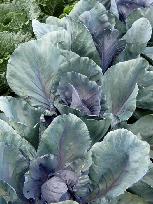 Framed Print : Blue Cabbage Vegetable Garden Print Framed Print : Blue Cabbage Vegetable Garden Print