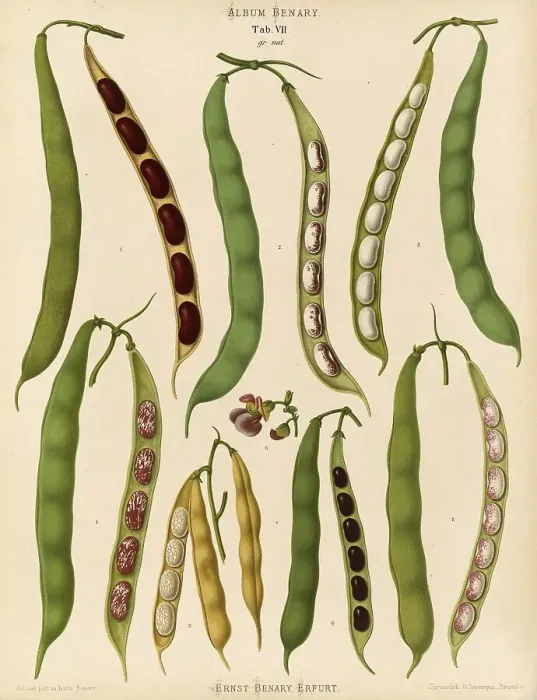 Framed Print : 19th Century Print of Vegetables and Beans