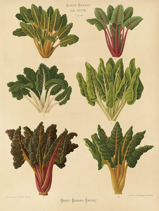 Framed Print : Vegetables, beetroot and chard Print after Ernst Samuel Benary Framed Print : Vegetables, beetroot and chard Print after Ernst Samuel Benary