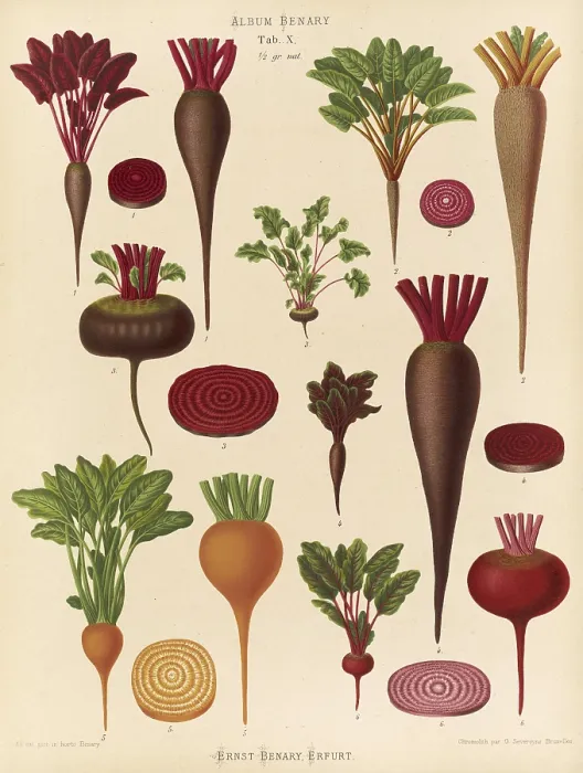 Framed Print : Digitally Restored Print of Vegetables by Ernst Benary, 19th Century Framed Print : Digitally Restored Print of Vegetables by Ernst Benary, 19th Century