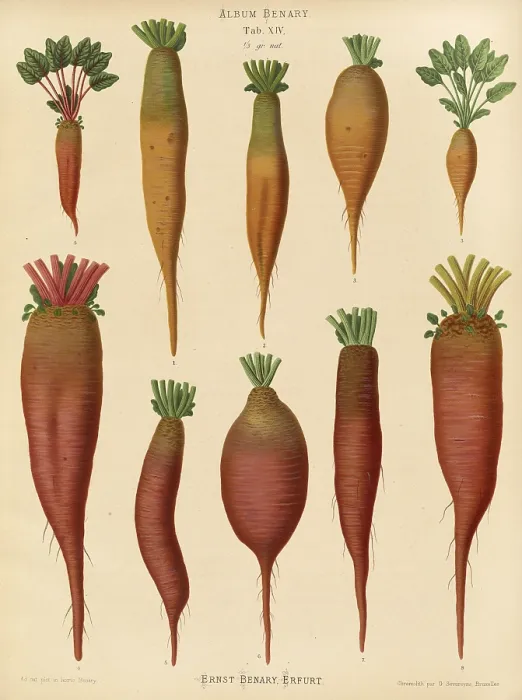 Framed Print : 19th Century Print of Turnips and Chard Root by Ernst Benary Framed Print : 19th Century Print of Turnips and Chard Root by Ernst Benary