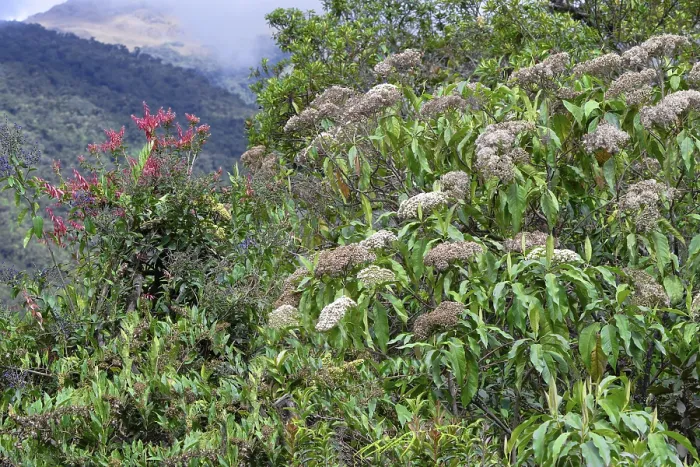 Framed Print : Tropical Cloud Forest Vegetation Print, Manu National Park, Peru Framed Print : Tropical Cloud Forest Vegetation Print, Manu National Park, Peru