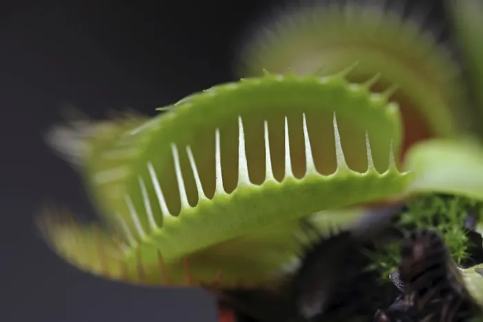Framed Print : Venus Flytrap Print - Dionaea muscipula Framed Print : Venus Flytrap Print - Dionaea muscipula