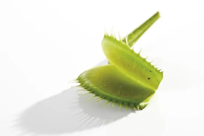 Framed Print : Venus Flytrap Print - Dionaea muscipula Framed Print : Venus Flytrap Print - Dionaea muscipula