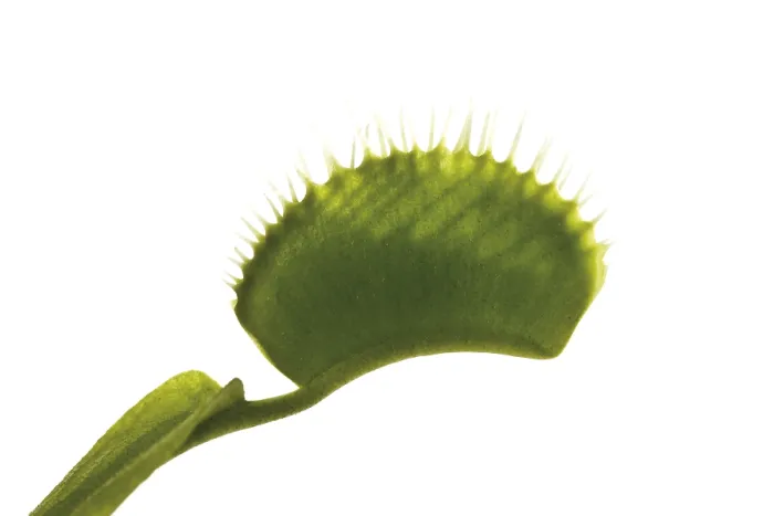 Framed Print : Venus Flytrap Print - Dionaea muscipula Framed Print : Venus Flytrap Print - Dionaea muscipula