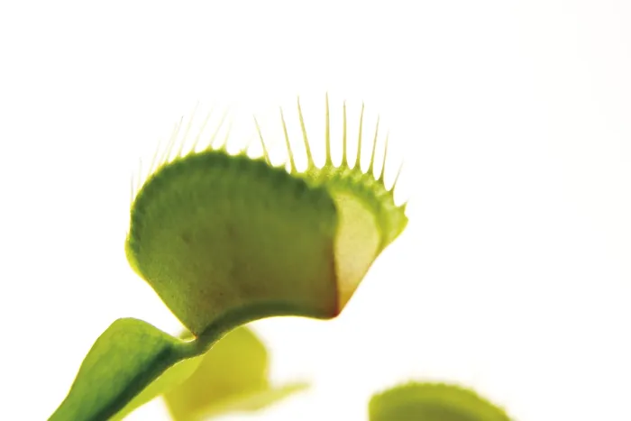 Framed Print : Venus Flytrap Print - Dionaea muscipula Framed Print : Venus Flytrap Print - Dionaea muscipula