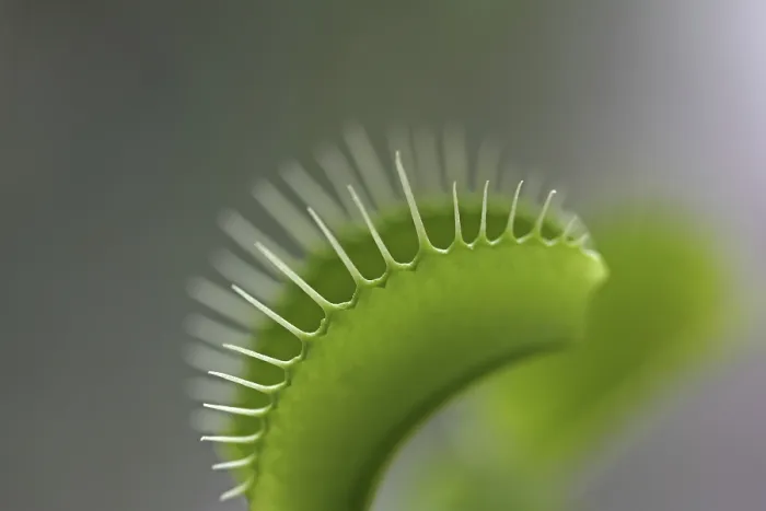 Framed Print : Close-up Print of Venus Flytrap (Dionaea muscipula) Framed Print : Close-up Print of Venus Flytrap (Dionaea muscipula)