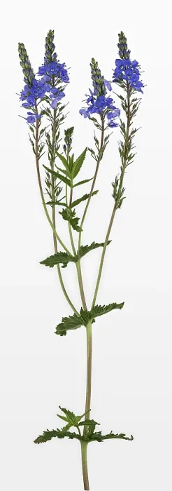 Framed Print : Veronica teucrium Print, Germany Framed Print : Veronica teucrium Print, Germany