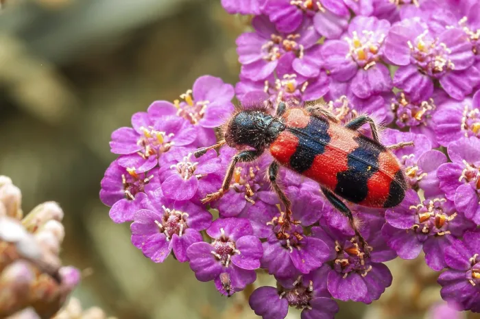Framed Print : Vibrant Beetle on Pink Yarrow Print Framed Print : Vibrant Beetle on Pink Yarrow Print