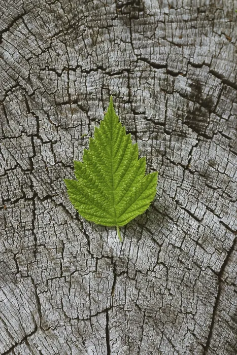 Framed Print : Vibrant Green Leaf Print on Cracked Tree Stump Framed Print : Vibrant Green Leaf Print on Cracked Tree Stump