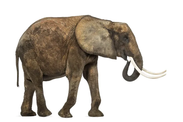 Framed Print : African Elephant Side View Print Framed Print : African Elephant Side View Print