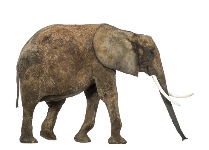 Framed Print : African Elephant Side View Print Framed Print : African Elephant Side View Print