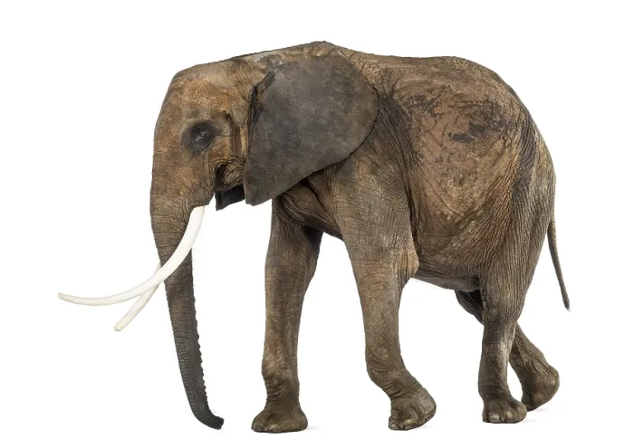 Framed Print : African Elephant Side View Print Framed Print : African Elephant Side View Print