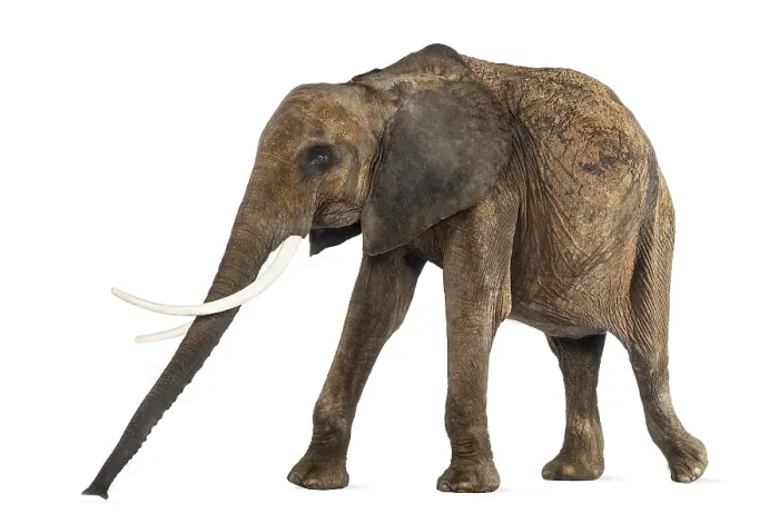 Framed Print : Side View of an African Elephant Print Framed Print : Side View of an African Elephant Print