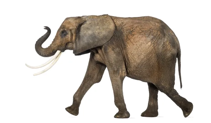 Framed Print : Side View of an African Elephant Print Framed Print : Side View of an African Elephant Print