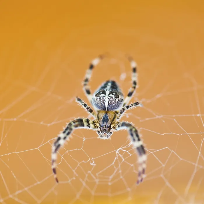 Framed Print : Top View of Araneus Spider at Cobweb Close Up Print Framed Print : Top View of Araneus Spider at Cobweb Close Up Print