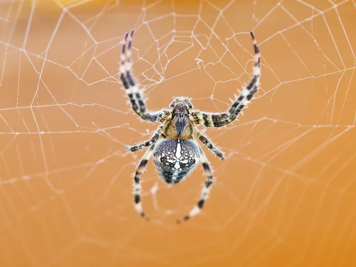 Framed Print : Top View Print of Araneus Spider at Cobweb Close Up Framed Print : Top View Print of Araneus Spider at Cobweb Close Up