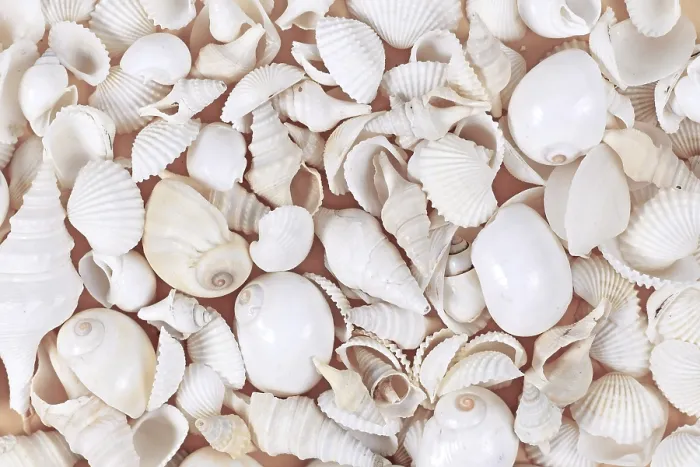 Framed Print : Top View Print of Various White Sea Shells Framed Print : Top View Print of Various White Sea Shells