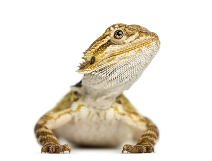 Framed Print : Bearded Dragon Front View Print Framed Print : Bearded Dragon Front View Print