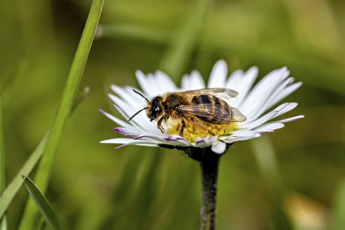 Framed Print : Side View Print of a Leaf-Cutter Bee on Daisy Framed Print : Side View Print of a Leaf-Cutter Bee on Daisy