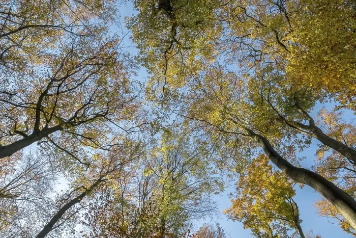 Framed Print : View through beech trees towards the sky Print, Munsterland, Germany Framed Print : View through beech trees towards the sky Print, Munsterland, Germany