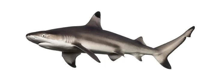 Framed Print : Side View of a Blacktip Reef Shark Print Framed Print : Side View of a Blacktip Reef Shark Print