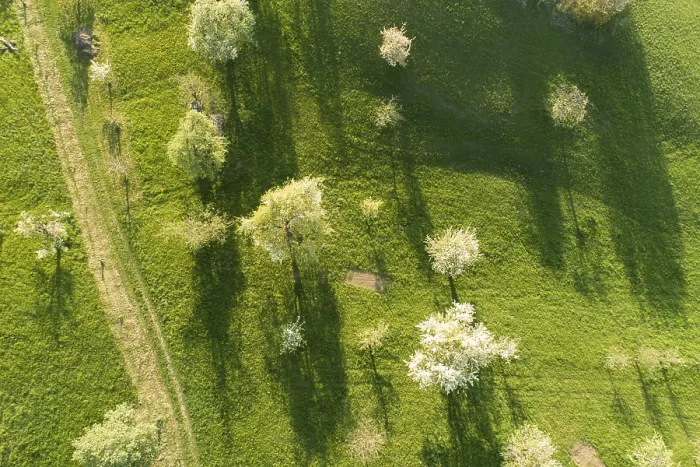 Framed Print : View from Above, Blooming Trees, Hdingen, Germany Print Framed Print : View from Above, Blooming Trees, Hdingen, Germany Print