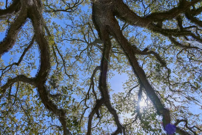 Framed Print : Saint Augustine Florida Print - View Through Tree Branches Framed Print : Saint Augustine Florida Print - View Through Tree Branches