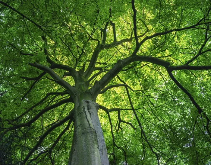 Framed Print : View into the Canopy of a Leafy Deciduous Tree Print Framed Print : View into the Canopy of a Leafy Deciduous Tree Print