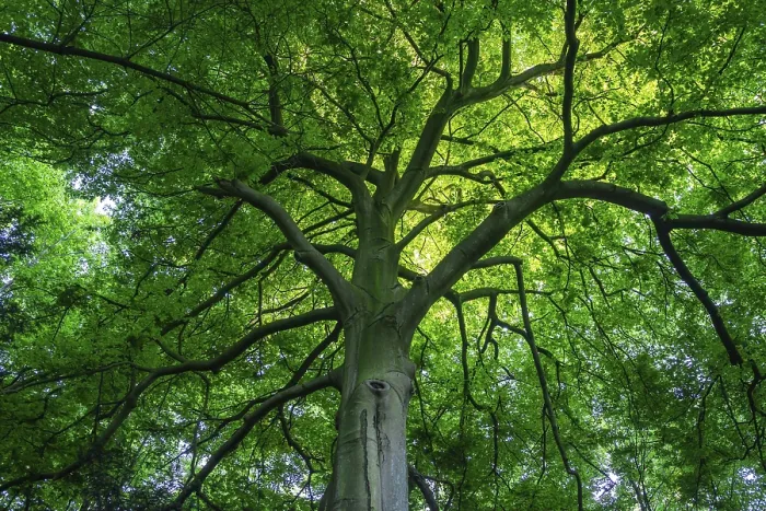 Framed Print : Leafy Deciduous Tree Canopy Print Framed Print : Leafy Deciduous Tree Canopy Print