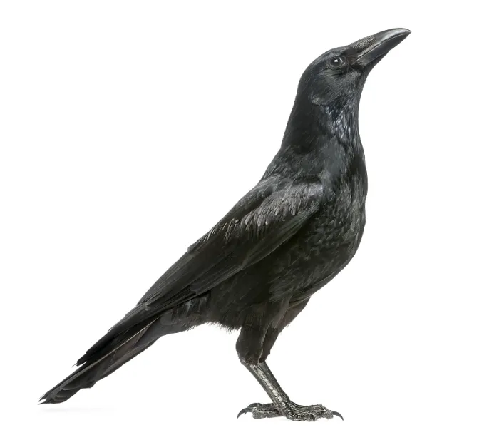 Framed Print : Side View of a Carrion Crow Print - Corvus corone Framed Print : Side View of a Carrion Crow Print - Corvus corone