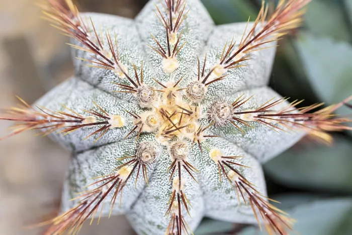 Framed Print : Top View Close Up Cactus Red Prickle Print Framed Print : Top View Close Up Cactus Red Prickle Print