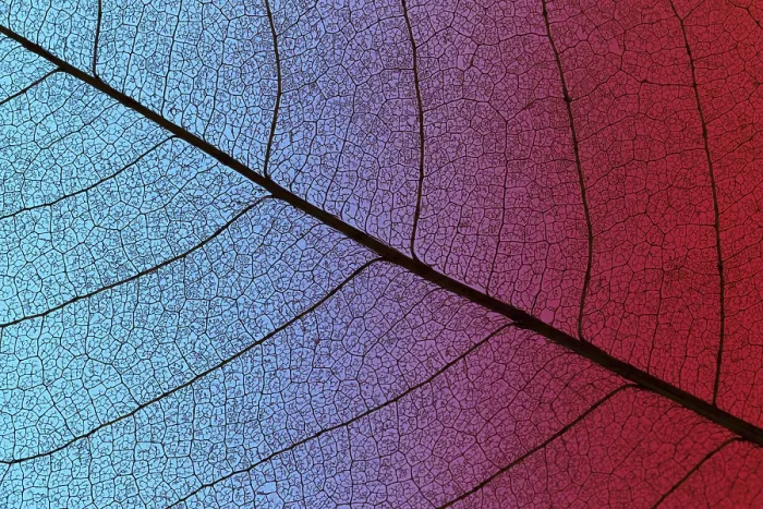 Framed Print : Top View Colored Textured Leaf Print Framed Print : Top View Colored Textured Leaf Print