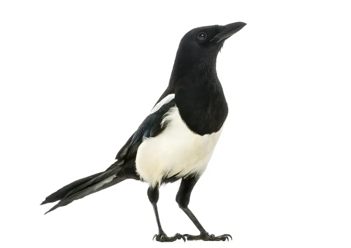 Framed Print : Side View of a Common Magpie Print, Pica pica