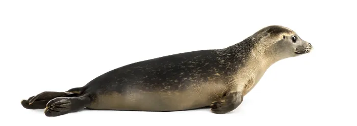 Framed Print : Side View of an 8-Month-Old Common Seal Print