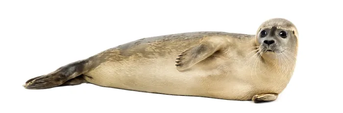 Framed Print : Side View of a Common Seal Print, Phoca vitulina