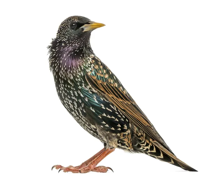 Framed Print : Common Starling Side View Print Framed Print : Common Starling Side View Print