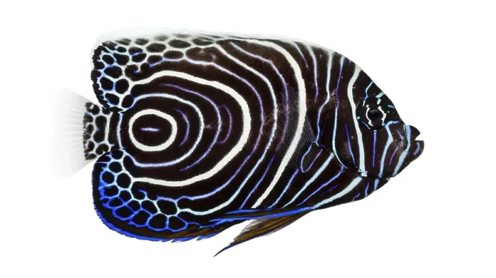 Framed Print : Emperor Angelfish Side View Print Framed Print : Emperor Angelfish Side View Print