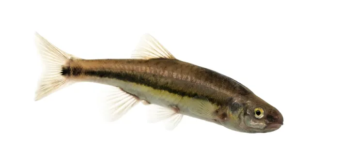 Framed Print : Eurasian Minnow Side View Print Framed Print : Eurasian Minnow Side View Print