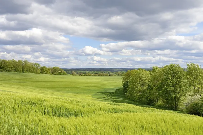 Framed Print : View over a green grain field, dramatic cloudy sky Print Framed Print : View over a green grain field, dramatic cloudy sky Print