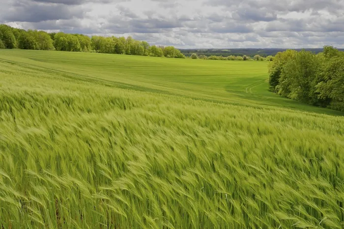 Framed Print : View over a green grain field, dramatic cloudy sky Print Framed Print : View over a green grain field, dramatic cloudy sky Print